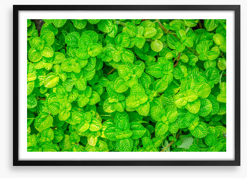Leaves