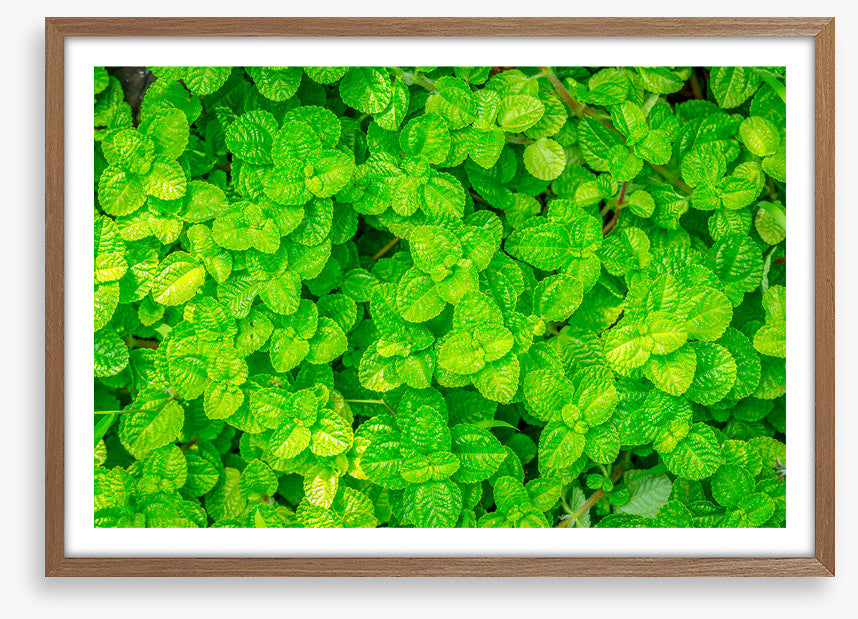 Leaves