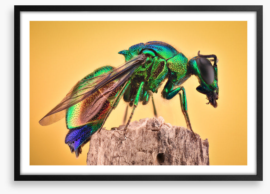 Insects