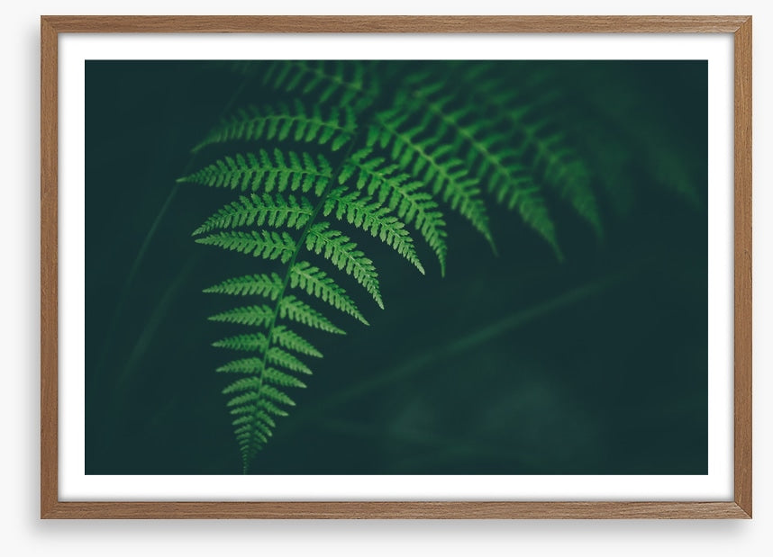Leaves