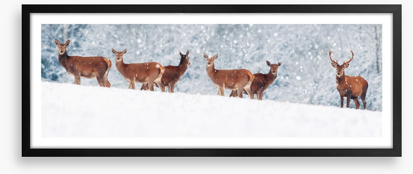 Winter deer panorama
