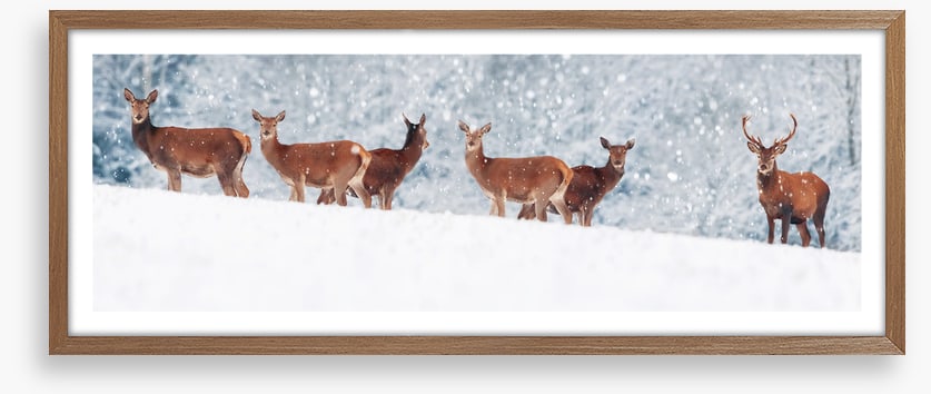 Winter deer panorama