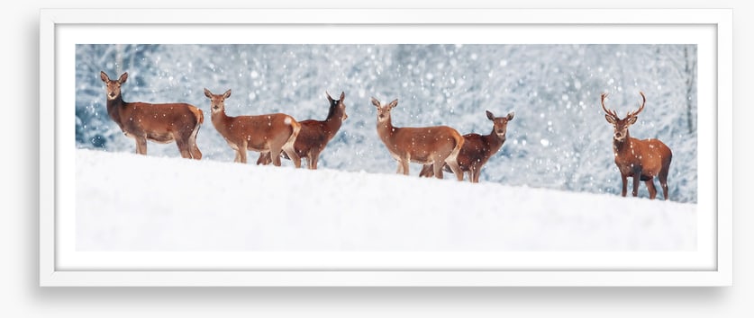 Winter deer panorama