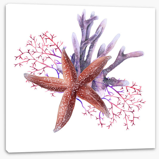 Starfish in the seaweed