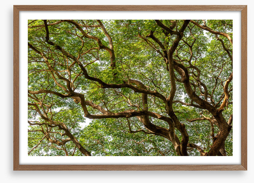 Trees