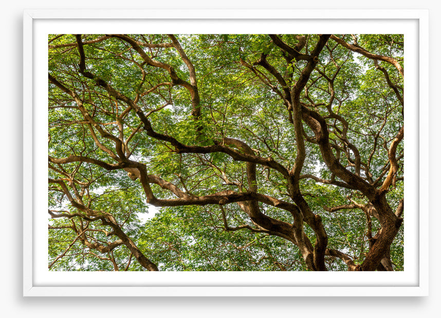 Trees