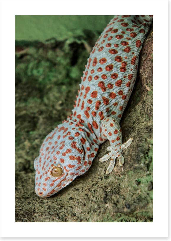 Reptiles