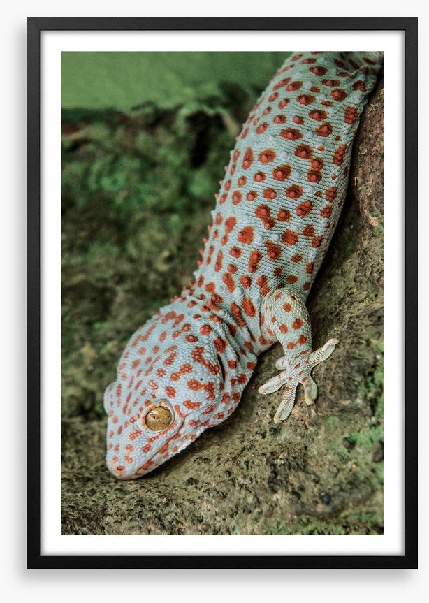 Reptiles