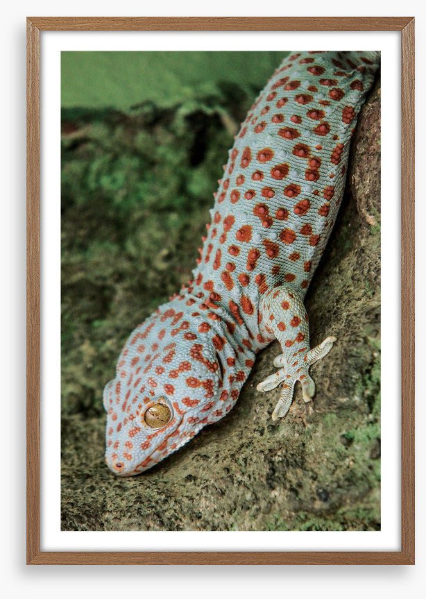 Reptiles
