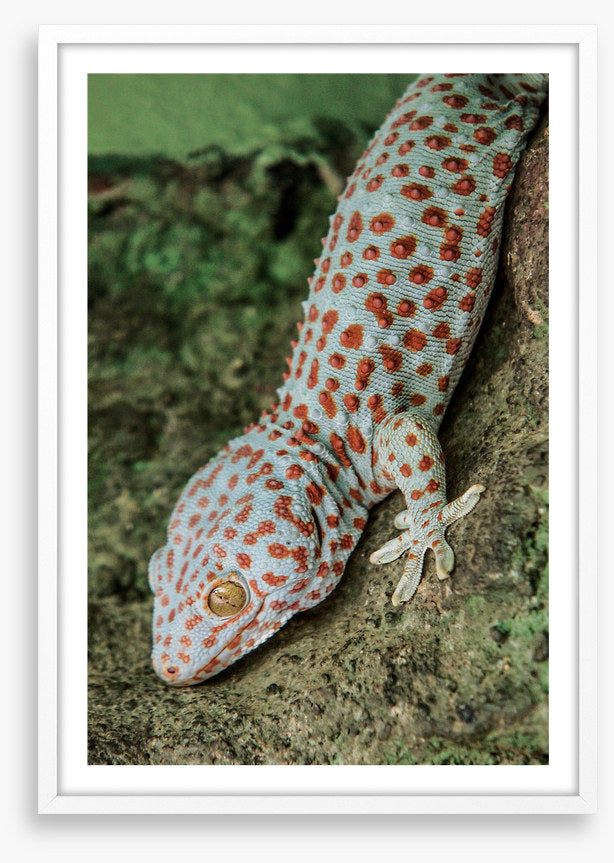 Reptiles