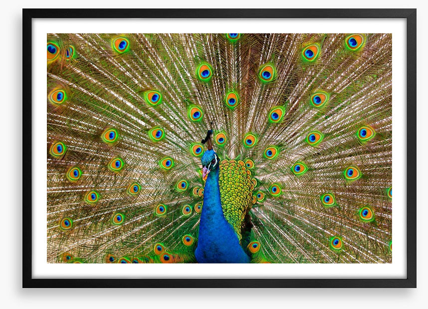 Peacock pride