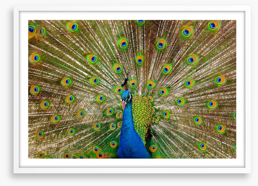 Peacock pride