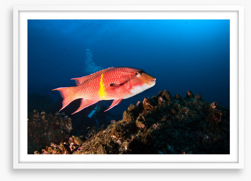Mexican hogfish