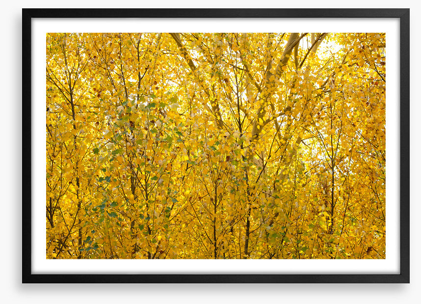Burnished birch