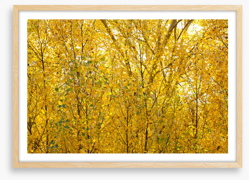Burnished birch