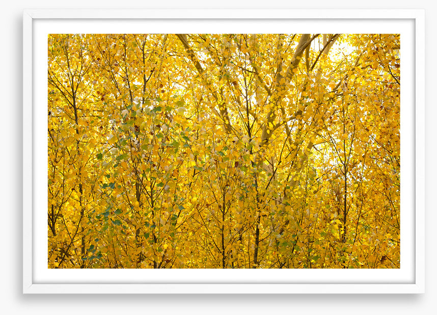 Burnished birch
