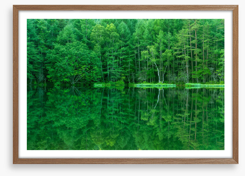 Green forest lake