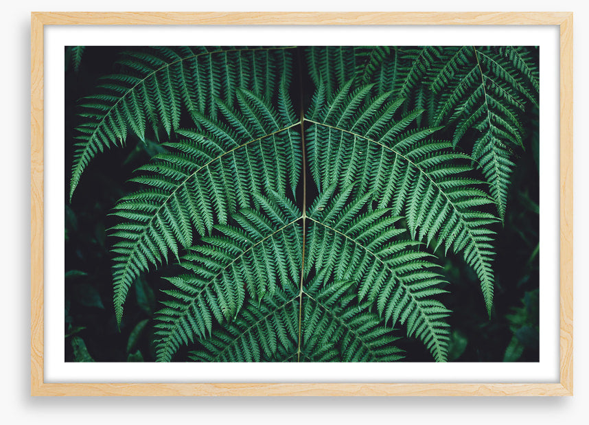 Leaves