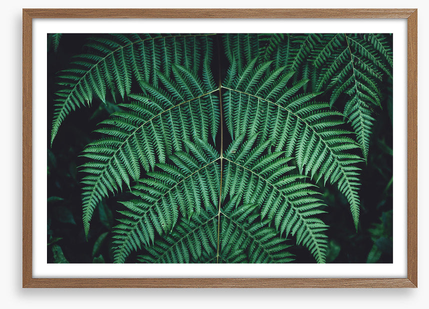 Leaves