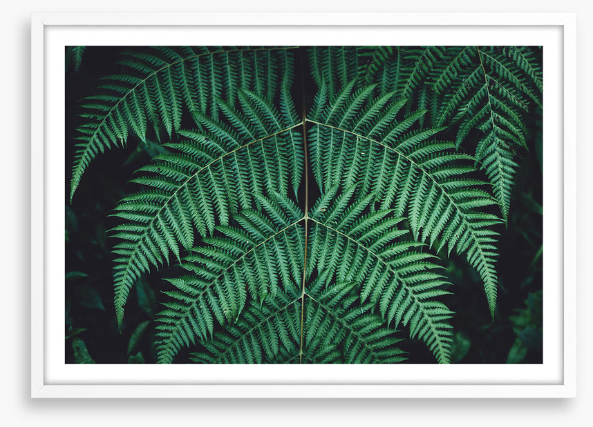 Leaves