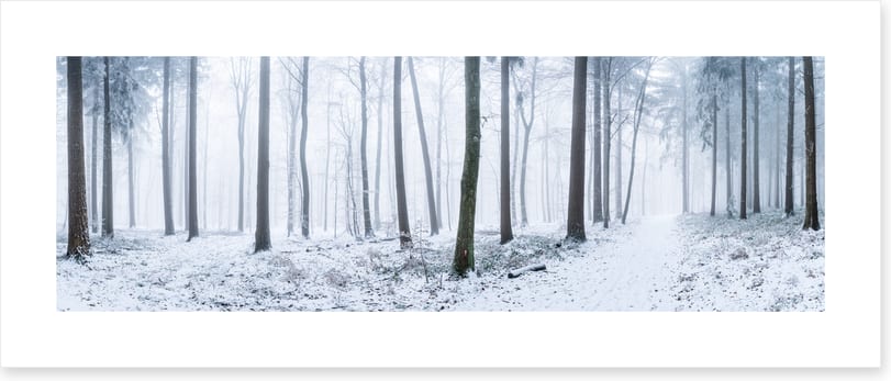 Snowy forest panorama