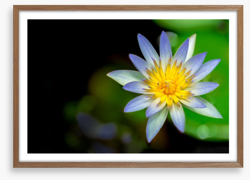 Wilderlily