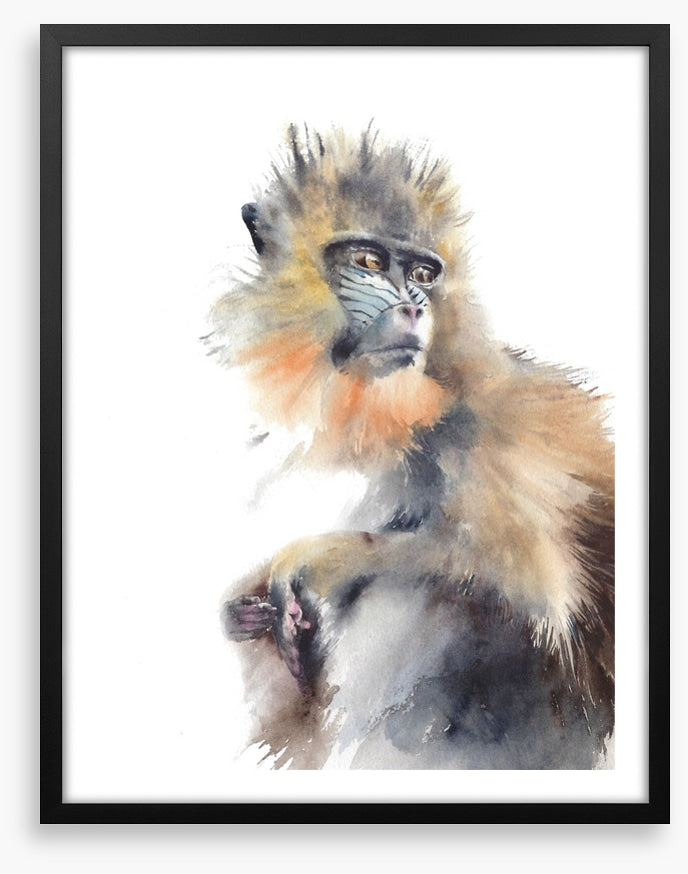 Animals