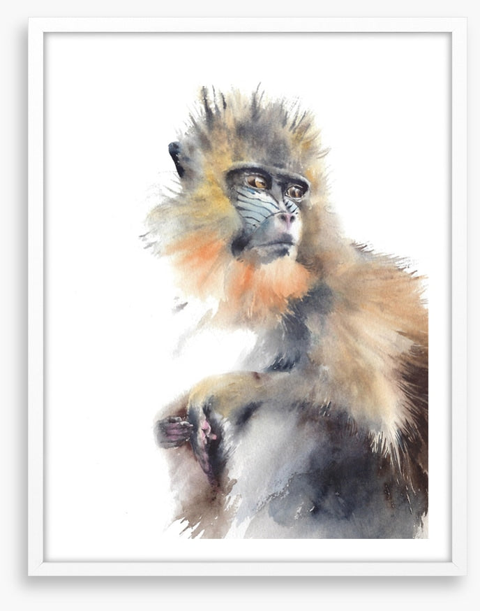 Animals