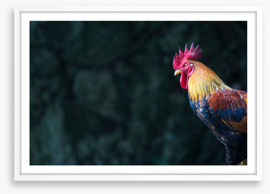 Birds