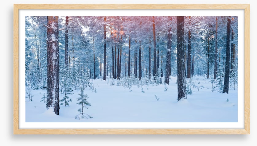 Forests