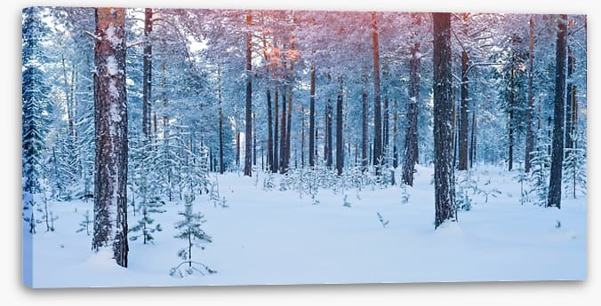 Forests