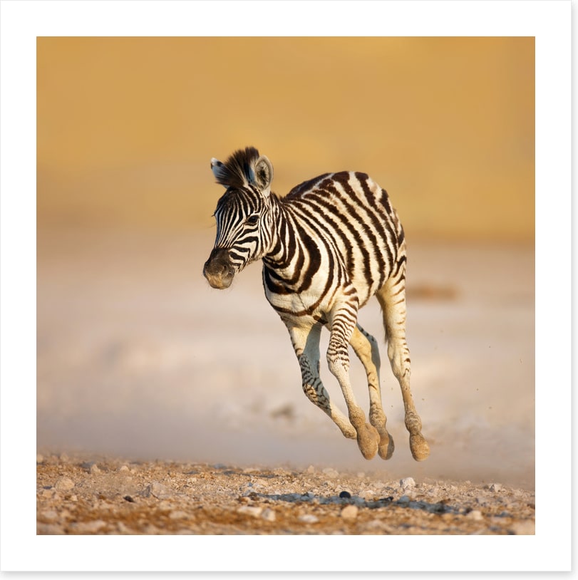 Zebra colt bolt