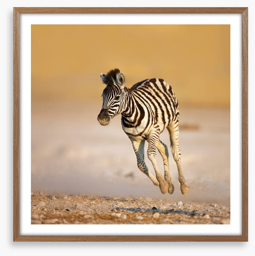 Zebra colt bolt