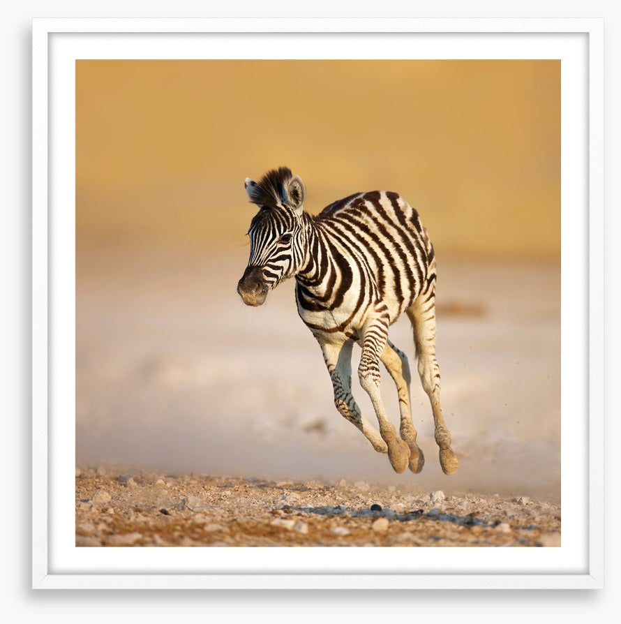 Zebra colt bolt
