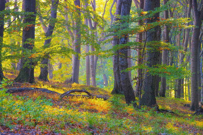 Last summer sunlight