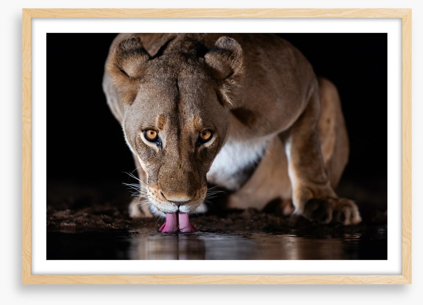 Mammals