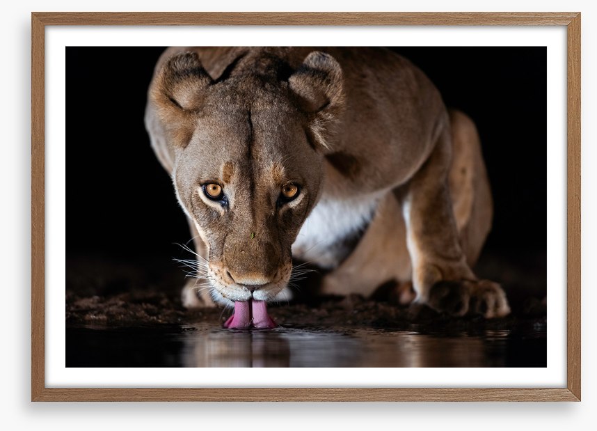 Mammals