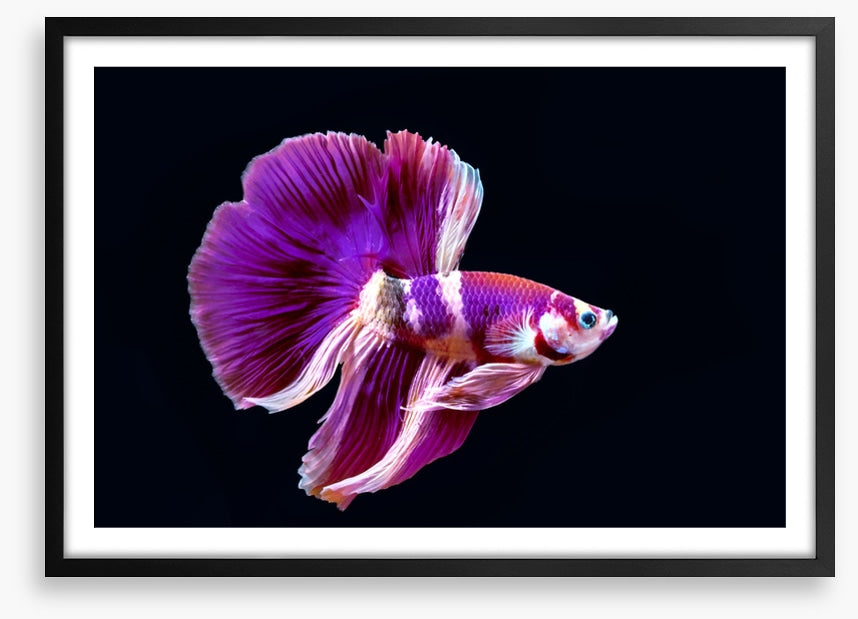 Fish / Aquatic