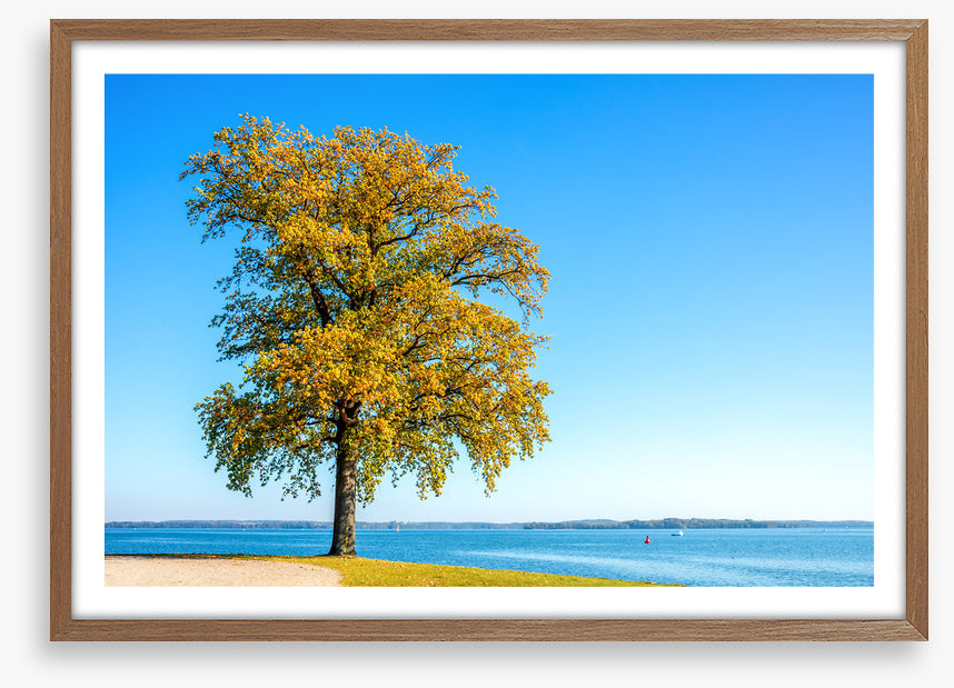 Lakeside leaves