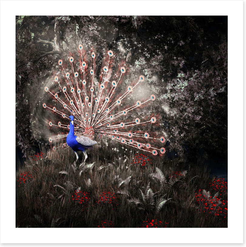 Peacock of the night