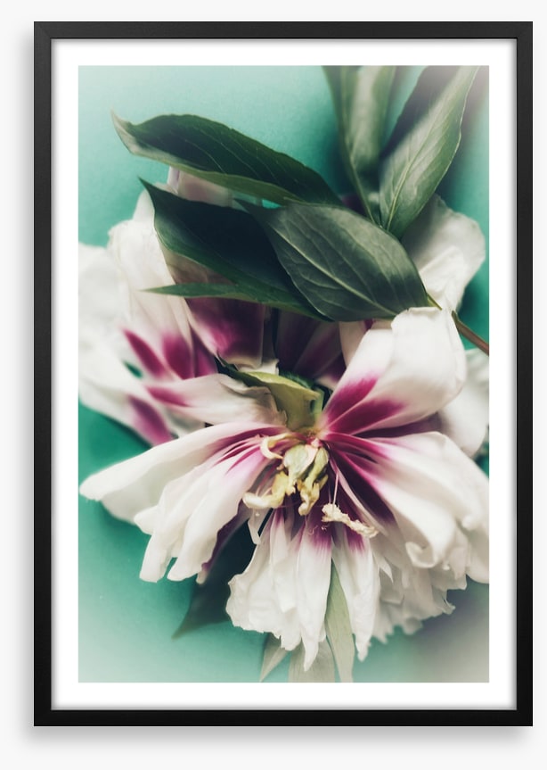 Last bloom