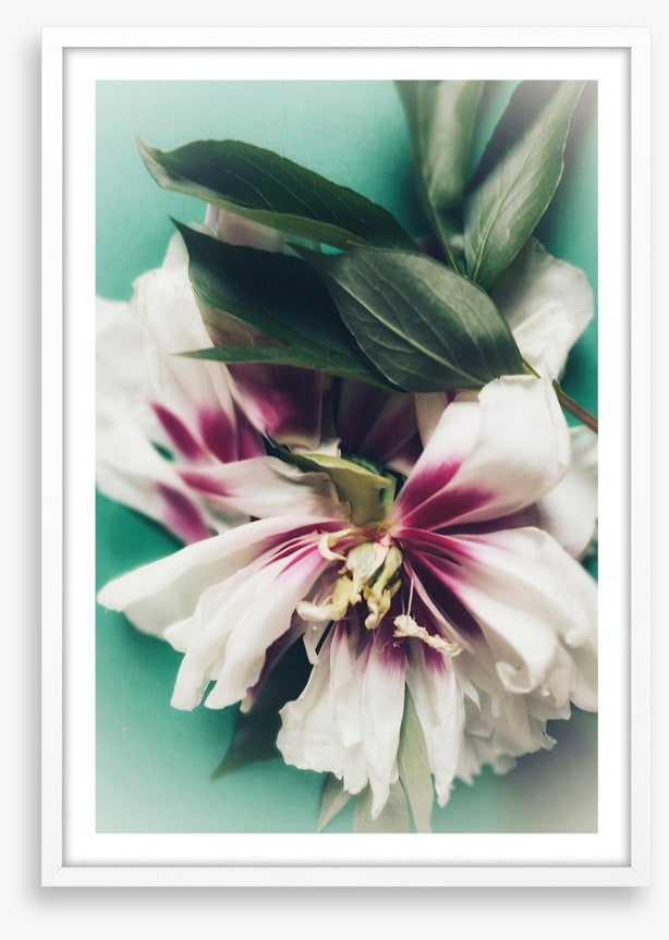 Last bloom
