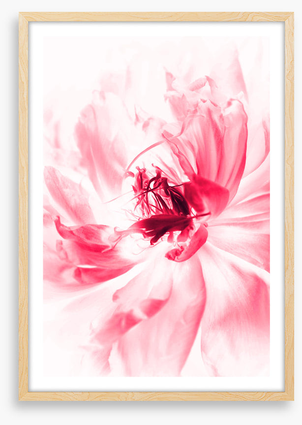 Bloom boom