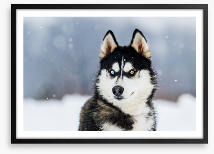 Dusky husky