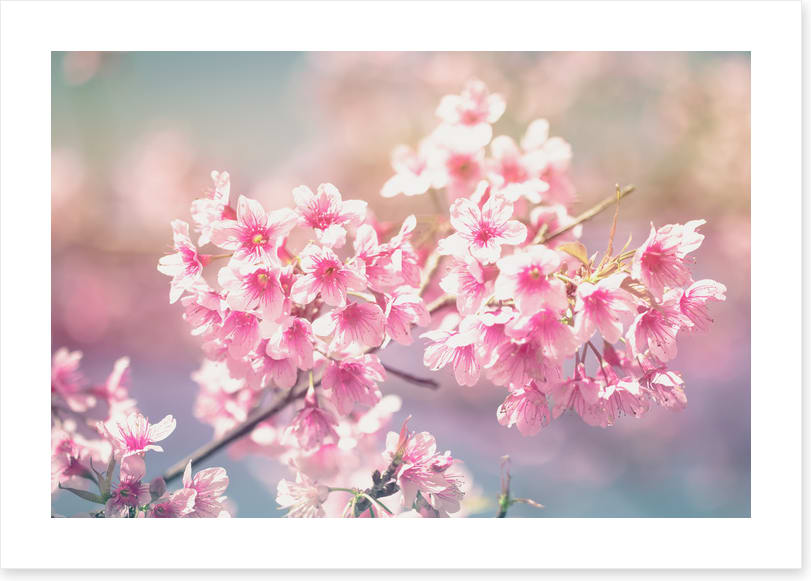 Sakura sunlight