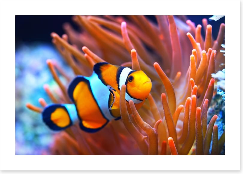 Orange coral clownfish