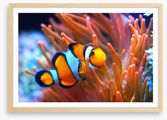 Orange coral clownfish
