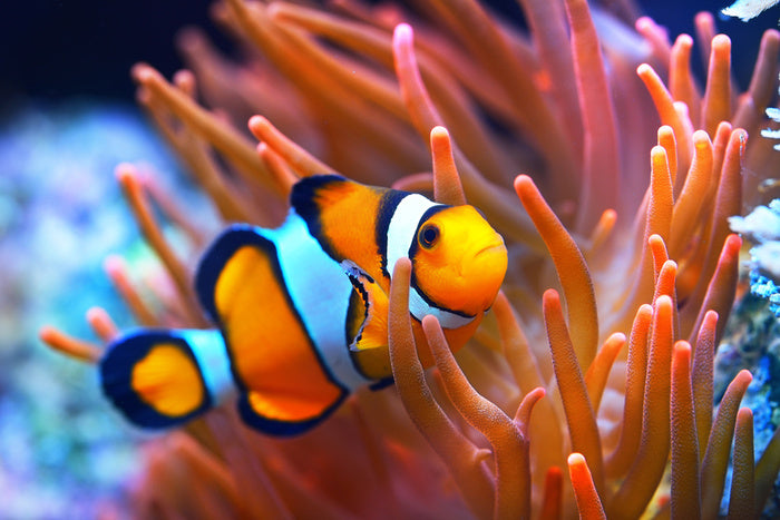Orange coral clownfish
