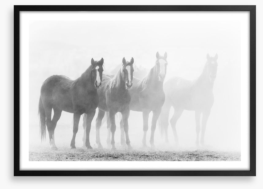 Mustang mares