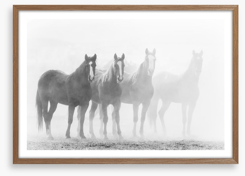 Mustang mares